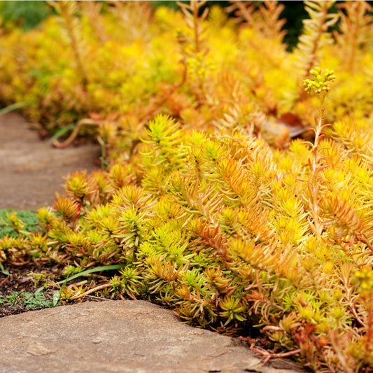 Sedum reflexum auream