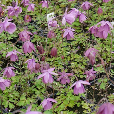 Semi-aquilegia_adoxioides_sugar_plum_fairy.jpg
