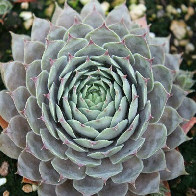 Sempervivum_Blue_Boy