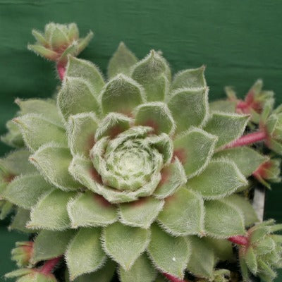 Sempervivum_Misty_Blue