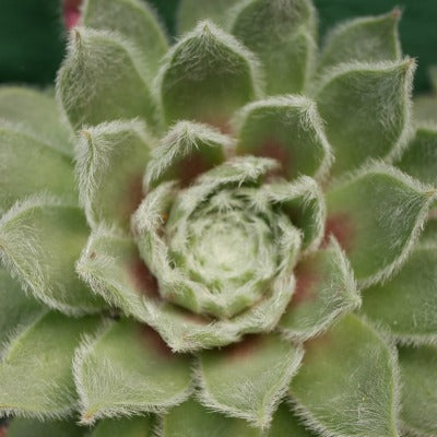 Sempervivum_Misty_Blue