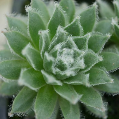 Sempervivum_Misty_Blue