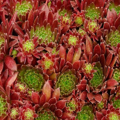 Sempervivum_Terracotta_Baby