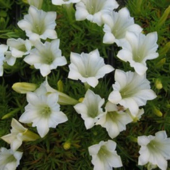 Gentiana_sino_ornata_Serenity