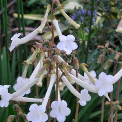 Sinningia tubiflora