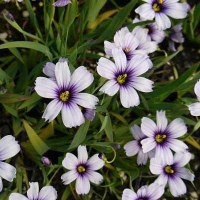 Sisyrinchium_dragons_eye.jpg