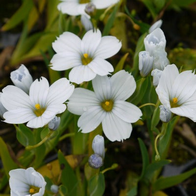 Sisyrinchium_iceberg.jpg