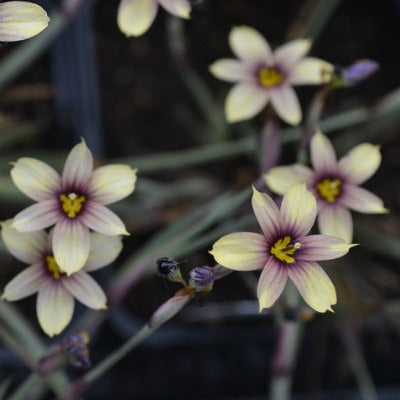 Sisyrinchium_Janet_Denman