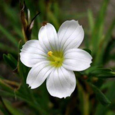 Sisyrinchium_macounii_Alba