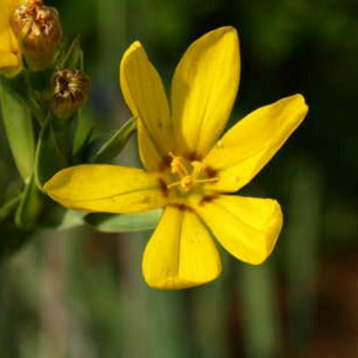 Sisyrinchium palmifolium