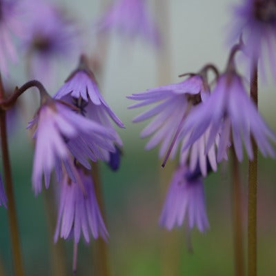 Soldanella_carpatica