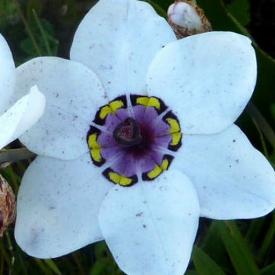 Sparaxis_elegans_alba