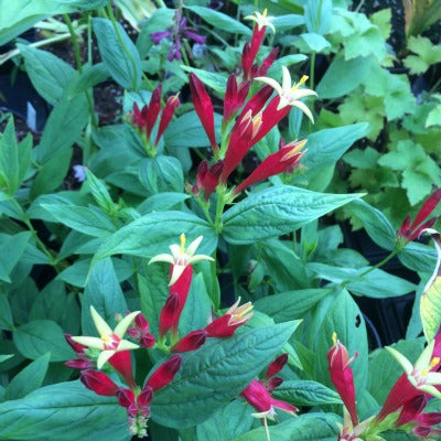 Spigelia_marilandica