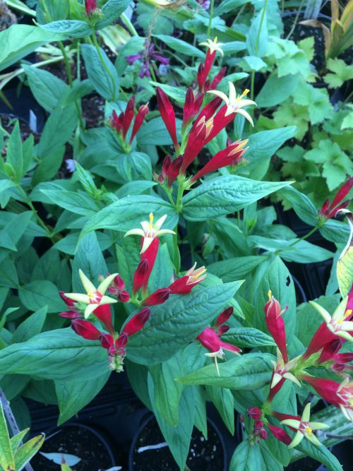 Spigelia_marilandica