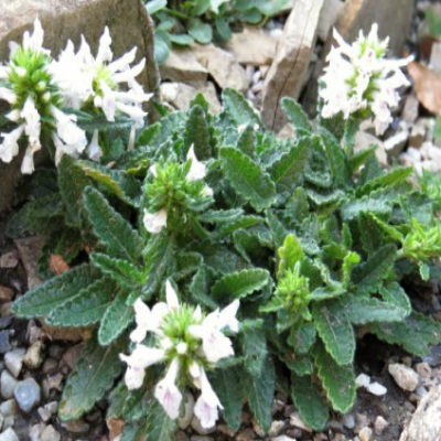 Stachys_Monieri_Alba