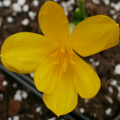 Sternbergia Lutea