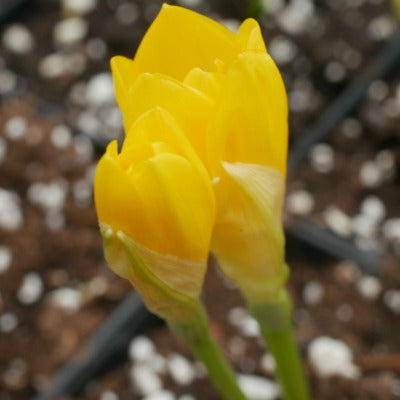 Sternbergia Lutea