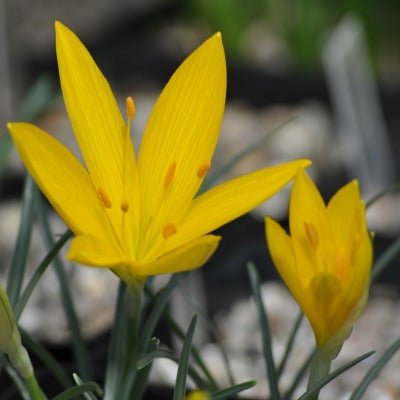 Sternbergia_sicula_Dodona_Gold