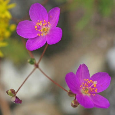 /Talinum_calycinum.jpg