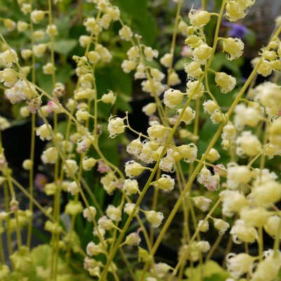 /Tellima_grandiflora.jpg
