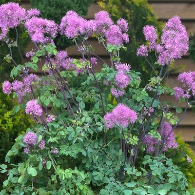 /Thalictrum_purplelicious.jpg