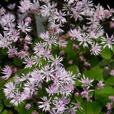 /Thalictrum_kiusianum.jpg