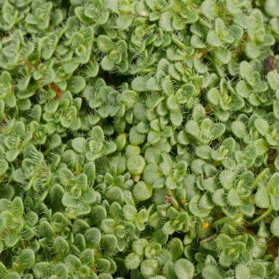 Thymus_minimus
