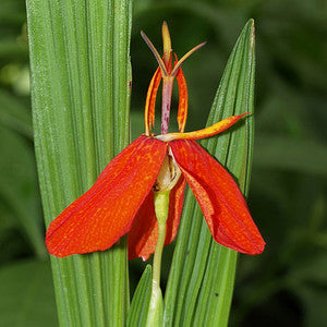 Tigridia Red Hot Tiger