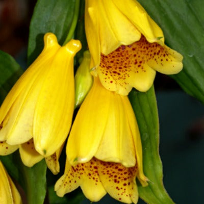 Tricyrtis_macrantha