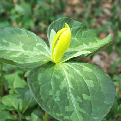 Trillium_luteum