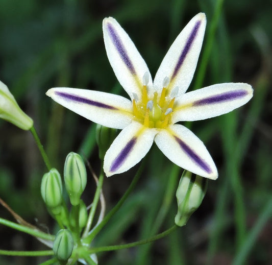 Triteleia hendersonii  syn Brodiaea hendersonii