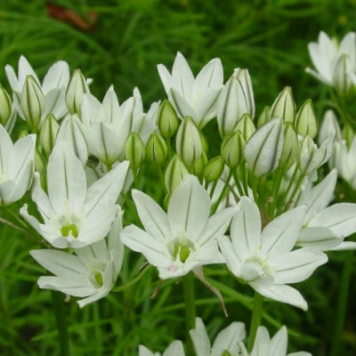 Triteleia_White_Cloud