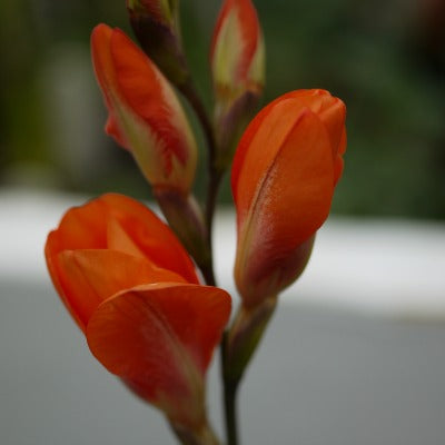 Tritonia_deusta_ssp_deusta