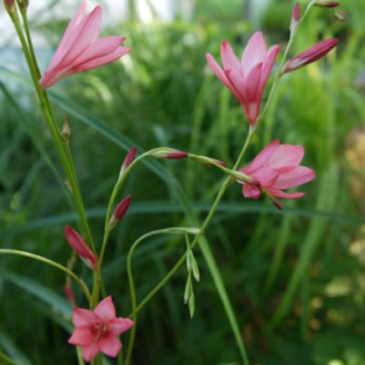 Tritonia drakensbergensis