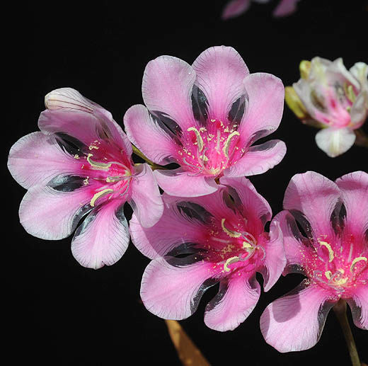 Tritonia_squalida