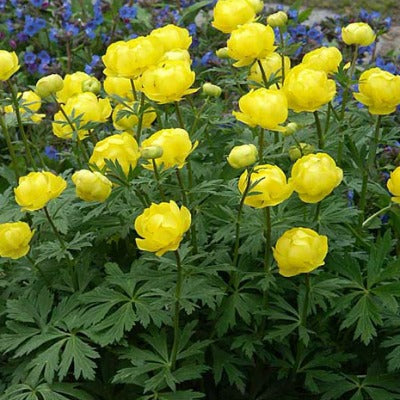 Trollius_x_cultorum_lemon_queen.jpg