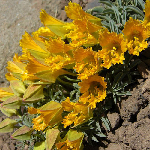 Tropaeolum incisum