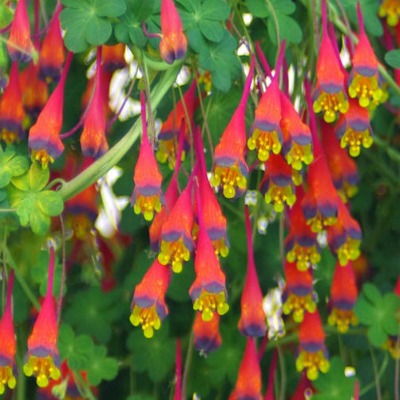 Tropaeolum_tricolor