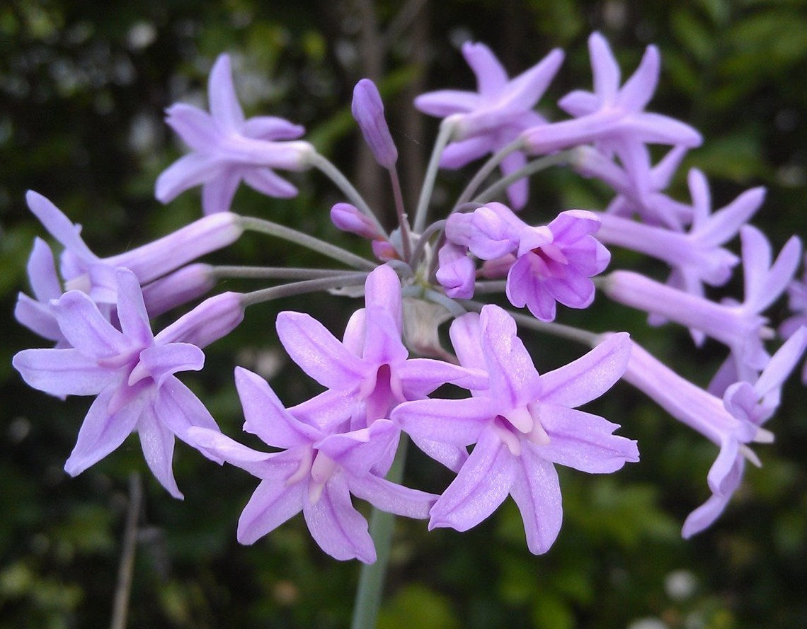 Tulbaghia_violacea