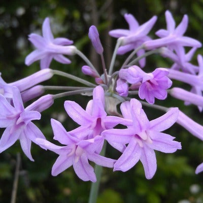 Tulbaghia_violacea