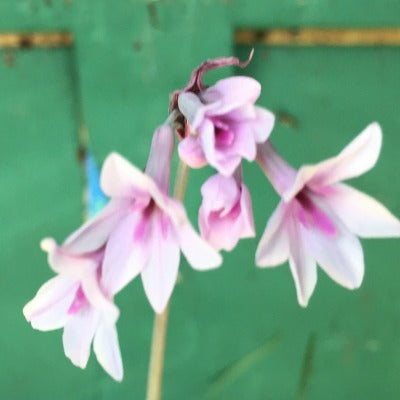 Tulbaghia Purple Eye