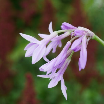 Tulbaghia violacea 'Silver Lace'