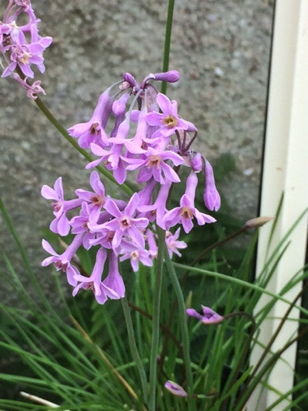 Tulbaghia violacea