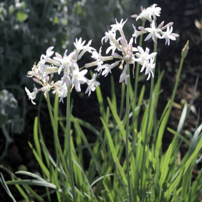 Tulbaghia_violacea_Alba