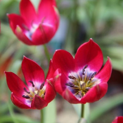 Tulipa_Tiny_Timo