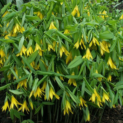 /Uvularia_grandiflora.jpg