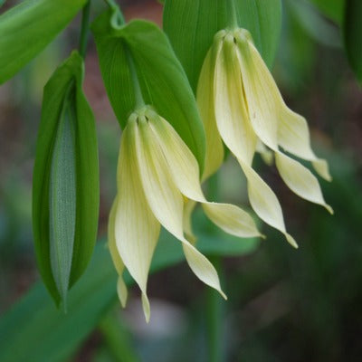 Uvularia_grandiflora_pallida.jpg
