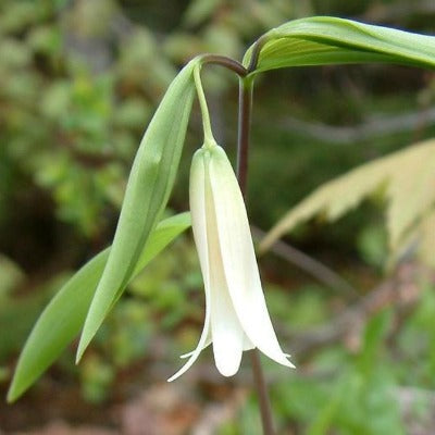 Uvularia_sessilifolia