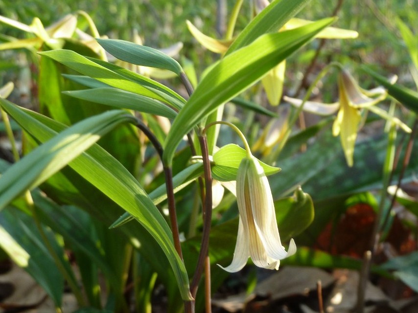 Uvularia_sessilifolia