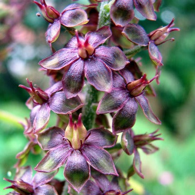 Veratrum_nigrum